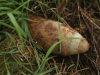 French Hospital Evacuated After Doctors Find Live WWI Artillery Shell in Patient’s Rectum