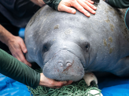 WATCH: Floridians Dig Up Street to Rescue 400 Pound Manatee Trapped in Storm Drain