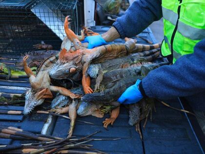 WATCH: Florida Reptile Wranglers Round Up Thousands of ‘Cold-Stunned’ Iguanas
