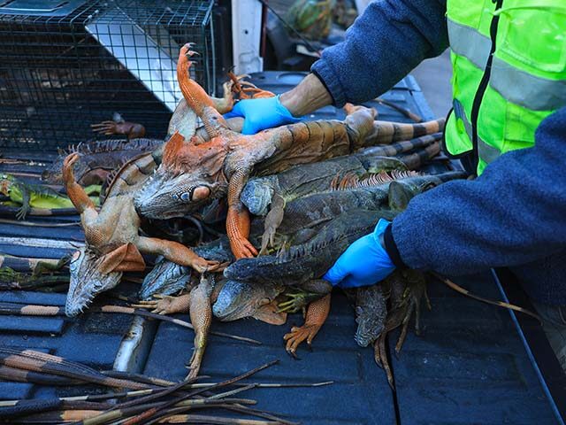 Blake Wilkins, a Redline Iguana Removal trapper, unloads cold-stunned as well as dead gree