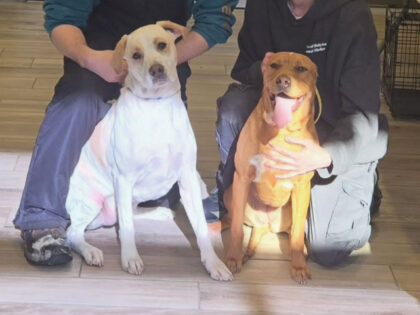 Lost dogs rescued by snowplow driver