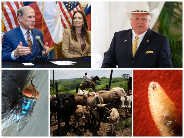 Texas Officials Brace for Screwworm Threat Advancing From Mexico Toward the Border (AP Fil