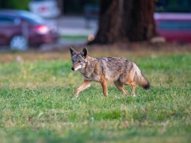 WATCH — ‘It Was Scary’: California Mom Recalls ‘Giant’ Coyote Chasing