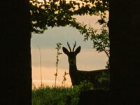 Baltimore to Use Sharpshooters with Night Vision to Purge Deer