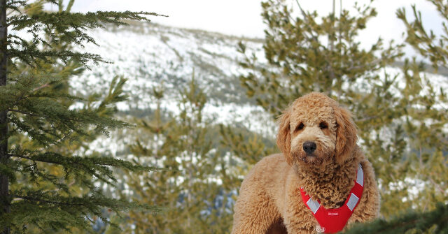WATCH: Dog Survives 43 Days Lost in Rocky Mountains 'Against All Odds'