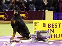 Doberman Pinscher Runs Away with 150th Westminster Dog Show Accolade