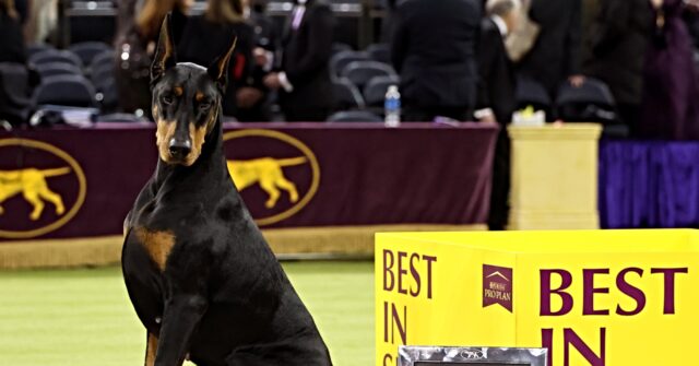 Doberman Pinscher Runs Away with 150th Westminster Dog Show Accolade