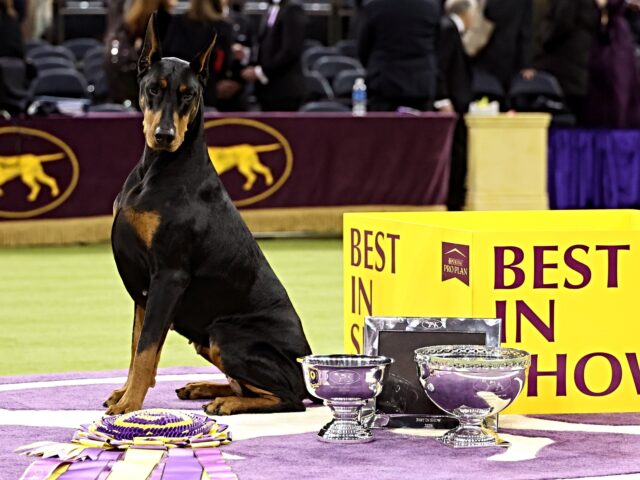 NEW YORK, NEW YORK - FEBRUARY 03: Penny, the Doberman Pinscher, winner of Best in Show, du