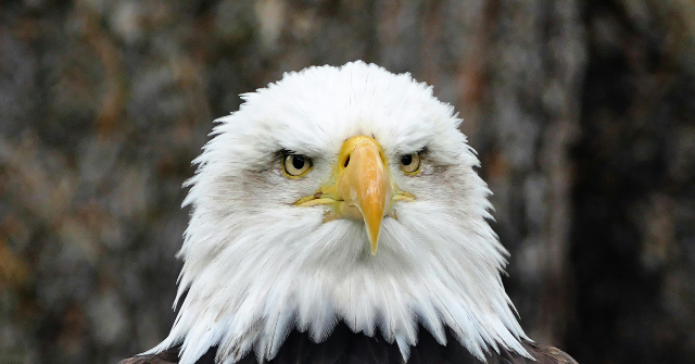 ‘Green Energy’ Wind Turbine Kills Bald Eagle in Minnesota