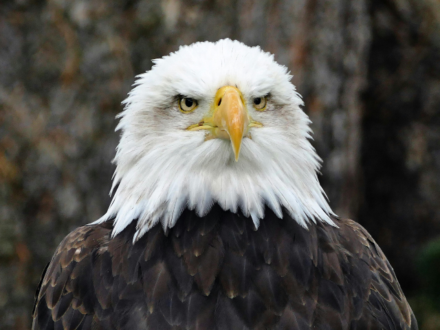American Bald Eagle