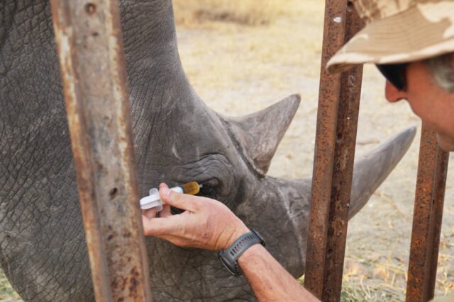 Rhino Eye Treatment The Associated Press