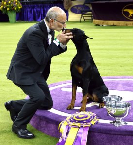 Doberman pinscher Penny wins Westminster Kennel Club's Best in Show
