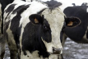 Loose cow prompts lockdown at Nebraska school