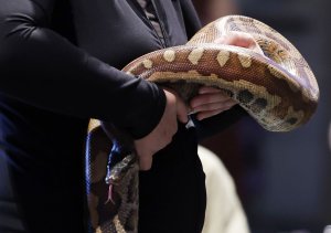 Missing pet snake found under neighbor's compost 15 months later