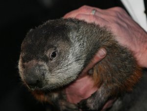 Punxsutawney Phil, Staten Island Chuck predict 6 more weeks of winter