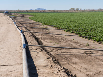 Irrigation pipe and rows of green leaf lettuce growing on a farm in the desert in January