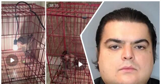 ICE Investigation Leads to Conviction of Florida Man for 'Sexual Animal Crushing' Videos