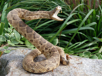 Rattlesnake
