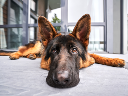 Breitbart Business Digest: The Tariff Inflation Dog That Didn’t Bite