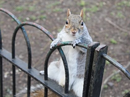 LONDON, UNITED KINGDOM - MARCH 03: A grey squirrel is seen in London, United Kingdom on Ma