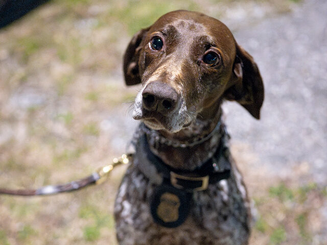 Employees with the Department of Homeland Security (DHS) Federal Protective Service K9 uni