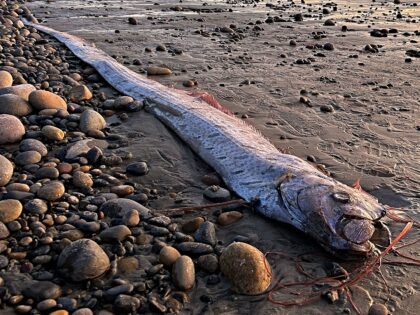 Two strange-looking deep sea fish washed ashore in Cabo San Lucas, Mexico, recently and we