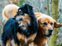 Viral Video of Dogs Escaping in China Racks Up 230 Million Views