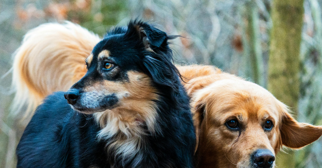 Viral Video of Dogs Escaping in China Racks Up 230 Million Views