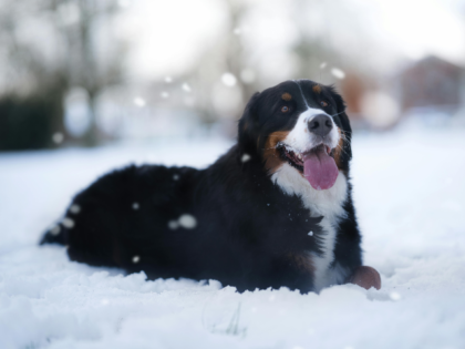 Bernese Mountain Dog Relaxing in Snowy Landscape