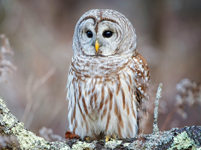 Barred Owl