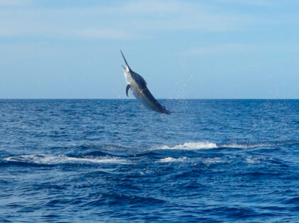WATCH: Man Catches 480-Pound Swordfish in FL, Donates Meat to Neighbors