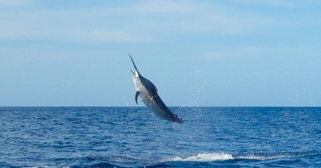 WATCH: Man Catches 480-Pound Swordfish in FL, Donates Meat to Neighbors