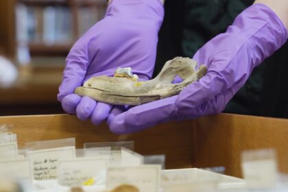 The Associated Press