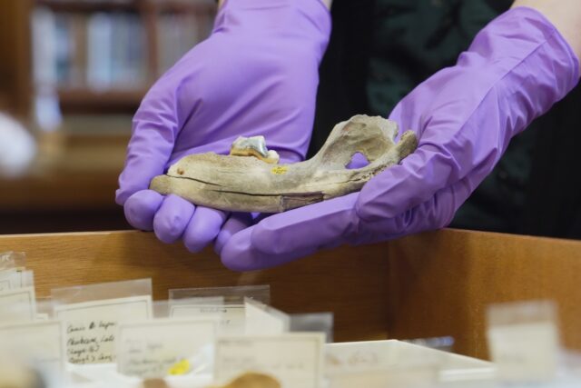 Oldest Dog Genes The Associated Press