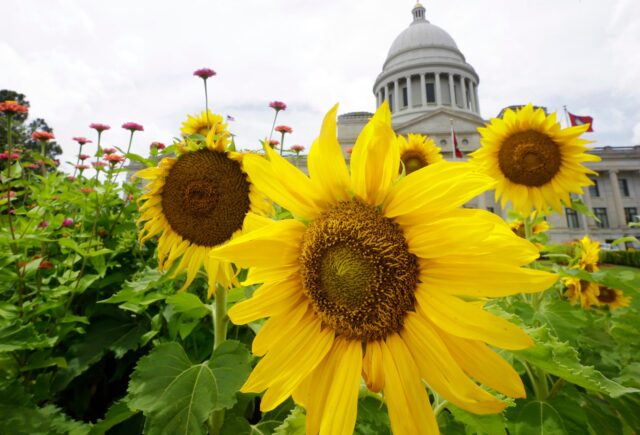 Election 2025 Decision Notes Arkansas The Associated Press