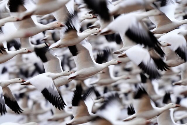 Snow Geese The Associated Press