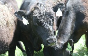 Colorado JBS meat packing plant goes on strike