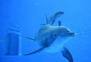 How dolphins communicate -- new discoveries from a long‑term study