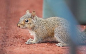 Squirrel blamed for government Internet outage in Ohio county