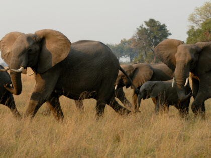 Botswana, Okavango Inland Delta, Vumbura, African Elephants, Breeding Herd. Wolfgang Kaehl