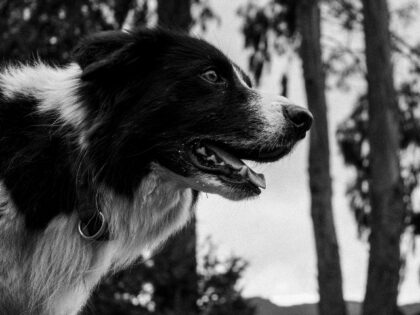 Border Collie