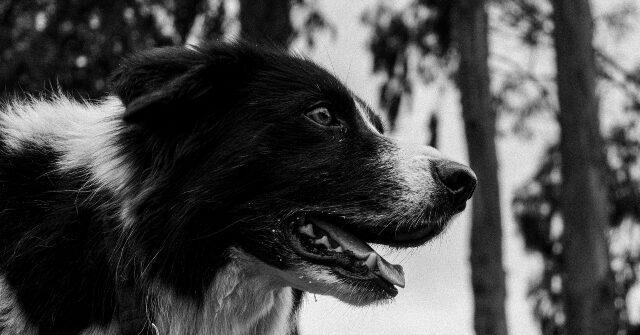 WATCH: New Zealand Pilot Reunites Injured Hiker with Beloved Dog Lost in Waterfall Accident