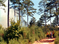 USDA Debunks Establishment Media Reports on Forest Service Restructuring