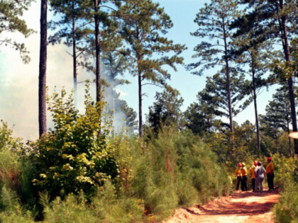 Erik Morales via Unsplash