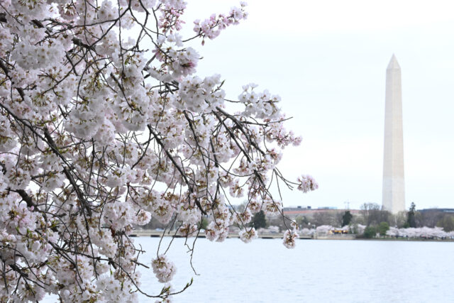 WASHINGTON, DC - MARCH 21: Cherry blossoms are in full bloom along the Tidal Basin with th