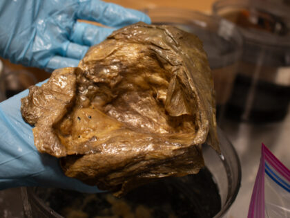 WATCH — ‘Secrets of the Deep’: Scientists Identify ‘Golden Orb’ Found