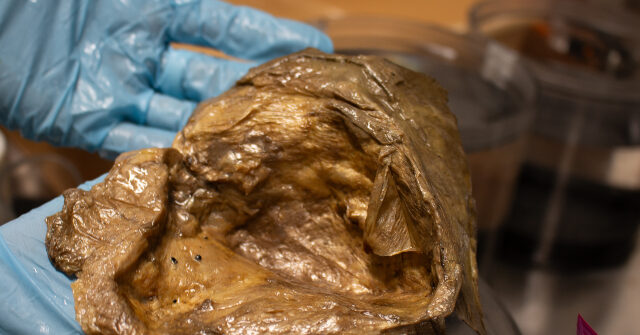 WATCH -- 'Secrets of the Deep': Scientists Identify 'Golden Orb' Found During 2023 Ocean Exploration