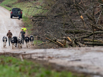 Neighbors help wrangle a group of loose calves along Raese Road after a tornado on Tuesday