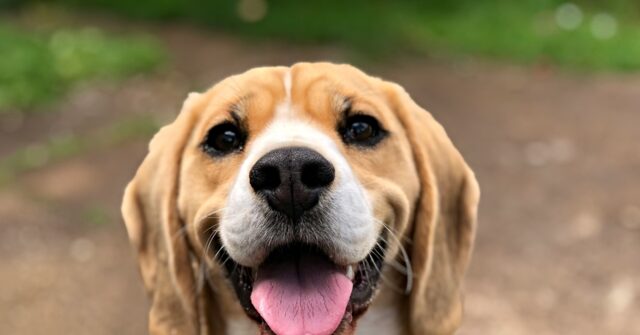 WATCH: Activists Try to Remove 2,000 Beagles from Wisconsin Research Facility