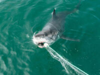 WATCH: Young Man Strips Down to His Undies, Saves Juvenile Great White Shark in the California Surf